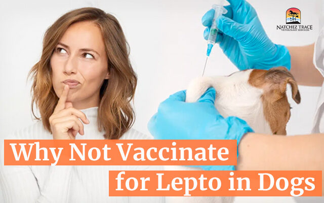 Why not vaccinate for Lepto in dogs
