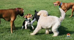 Dogs playing in field