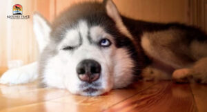 melatonin may make dogs sleepy