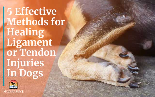 5 effective methods for healing ligament or tendon injuries in dogs 640X400