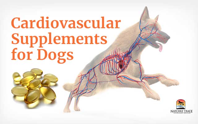 cardiovascular system of a dog