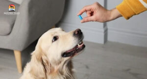 Giving a dog the correct dosage of supplements
