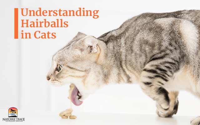 Hairballs in Cats