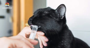 treating cat hairball by feeding lubricating gel