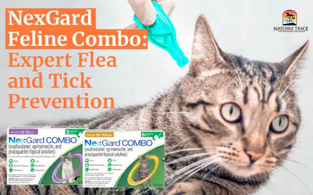 NexGard Feline Combo expert flea and tick prevention