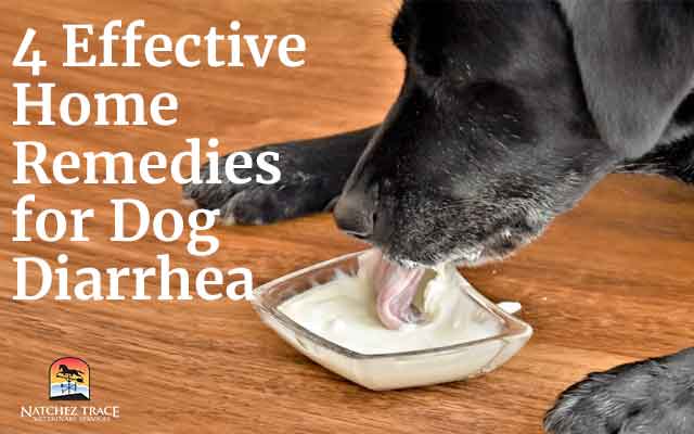4 Effective Home Remedies For Dog Diarrhea Marc Smith DVM