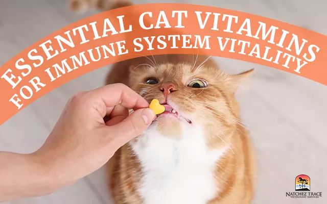 5 essential cat vitamins for immune system vitality