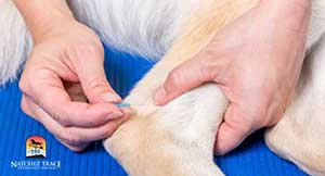 Acupuncture in dog for ACL tear