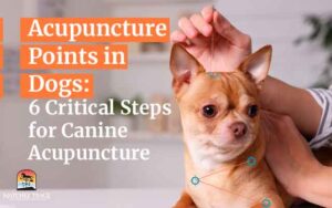 Acupuncture Points in Dogs: 6 Critical Steps for Canine Acupuncture