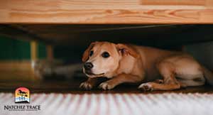 anxious dog
