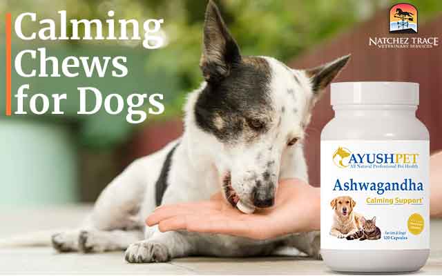 Calming chews for dogs