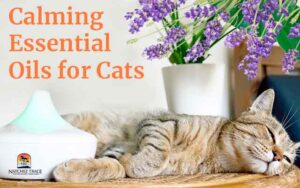 Essential Oils For Cat Separation Anxiety Reference: Calming Essential Oils For Cats Exploring The Soothing Effects Of