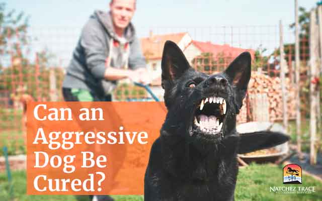 Can an aggressive dog be cured
