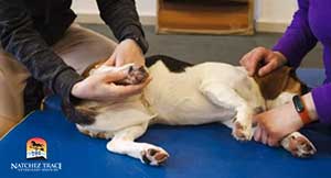 Dog undergoing physical therapy for ACL injury.jpg