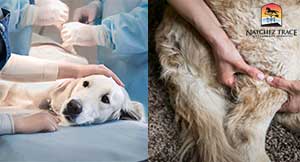 Eastern and western principles for dog ACL injury | alternatives to dog acl surgery