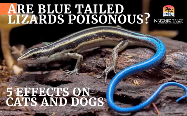 Effects of blue tailed lizards on cats and dogs