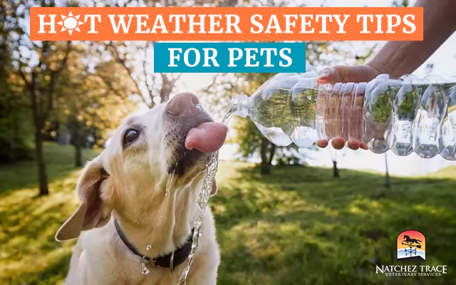 Hot weather safety tips for pets