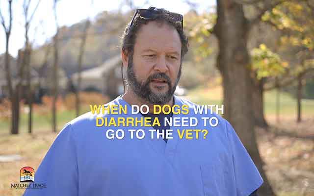 Need a Vet for Dog Diarrhea 5 Signs to Look out For2