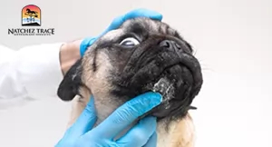 Neoplasene applied on dogs tumor