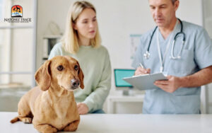 Vet giving insight to owner about dog's health