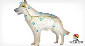 acupuncture points in dog are spread all over the body