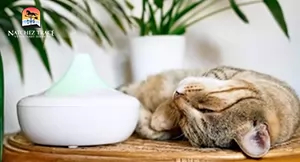 cat calming essential oils in diffuser