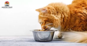 cat diet rich in essential nutrients