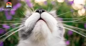 cat smelling lavander