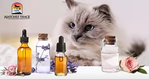 cat with lavander calming essential oil