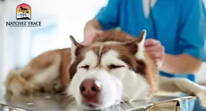 detox after anesthesia dogs | how to detox a dog from anesthesia