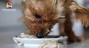 dog eating chicken and rice