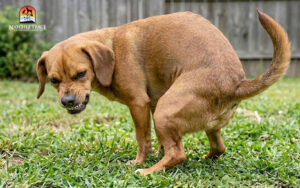 dog straining during defecation