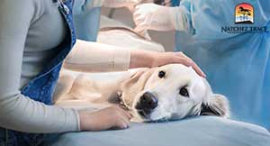 Foreign Body Removal Surgery for Dogs