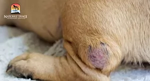 dog with cancer tumor