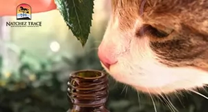 essential oils to calm cats