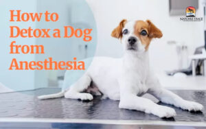 how to detox a dog from anesthesia