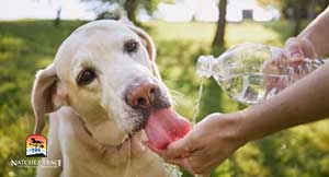 hydration as an effective home remedy for dog diarrhea