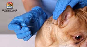 vet putting needle in dog