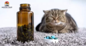 vitamins for cats immune system