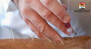 Biopuncture involves injecting miniscule amounts of natural substances into acupuncture points.