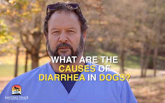 Common Causes Diarrhea in Puppies