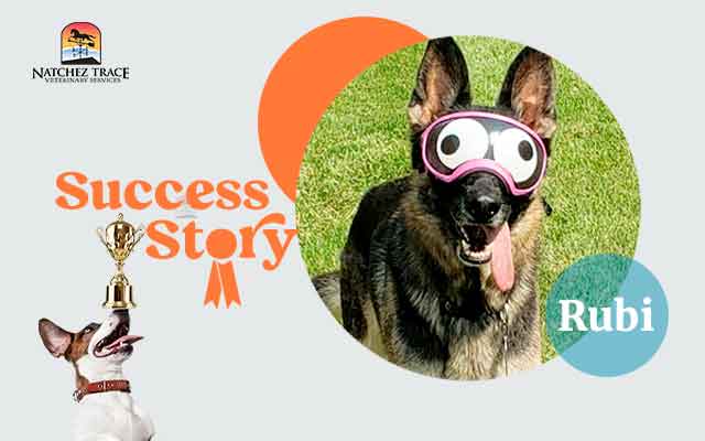 Rubi: Dog Perianal Fistula Success Story