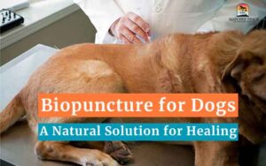 Biopuncture for Dogs: A Natural Solution for Healing