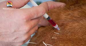 Biopuncture involves precisely injecting natural subastances into specific points on your dog's body.