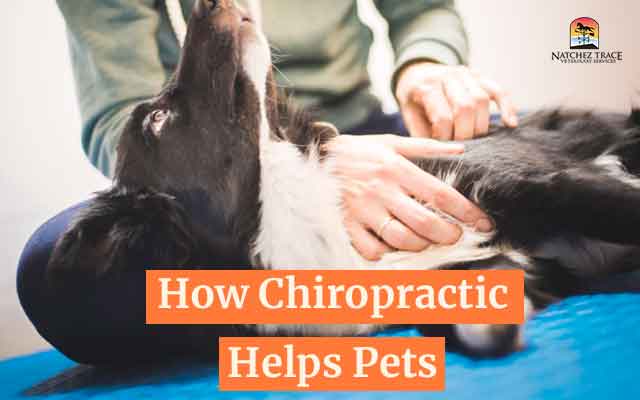 The Top 5 Benefits of Chiropractic for Pets