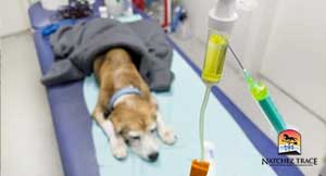dog-emergency-treatment-in-veterinary-hospital