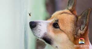 dog-observing-bee
