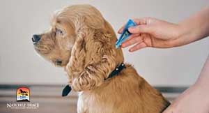 dog-treated-for-fleas-and-ticks