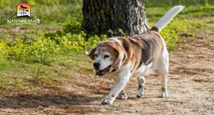 Biopuncture offers increased mobility for older dogs.