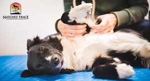 old-dog-chiropractic-treatment-for-arthritis
